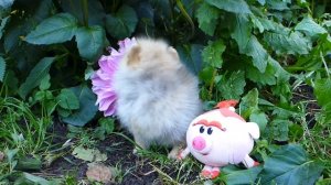 Мини девочка Шпиц. Продажа