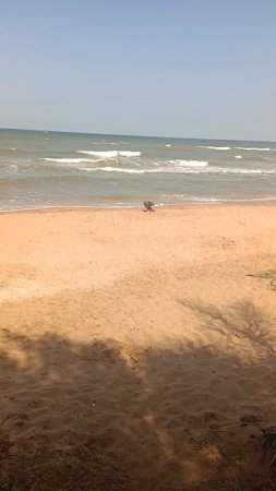Море и утка.