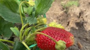 Ура! Клубника покраснела! 13 июня