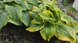 Две великолепные красотки хосты "One Last Dance","Spartacus"#hosta #с?