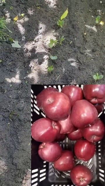 Красные яблоки, косточки семечки, холодильник, выращивание..... Потом просто отбор лучших смотреть онлайн