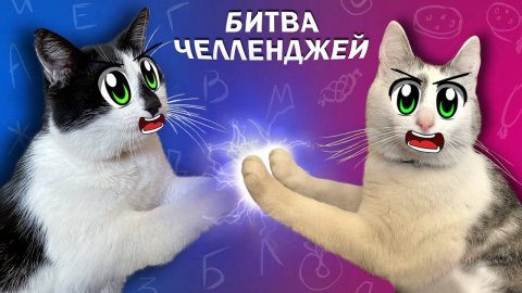 Коты играют в ЧЕЛЛЕНДЖ — задания по буквам или лазерная ловушка? 😼🎯
