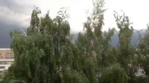 Березы перед грозой