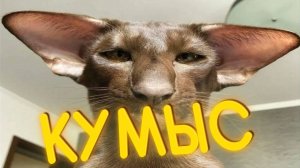 ПРИКОЛЫ ОТ ЧЕЛОЗАВРА 2025 / КУМЫС / СМЕШНЫЕ ВИДЕО / МЕМЫ