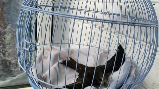 10 августа 2021 года. Стриж начал махать крыльями! смотреть онлайн