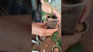 Заполним мир розами 🥰