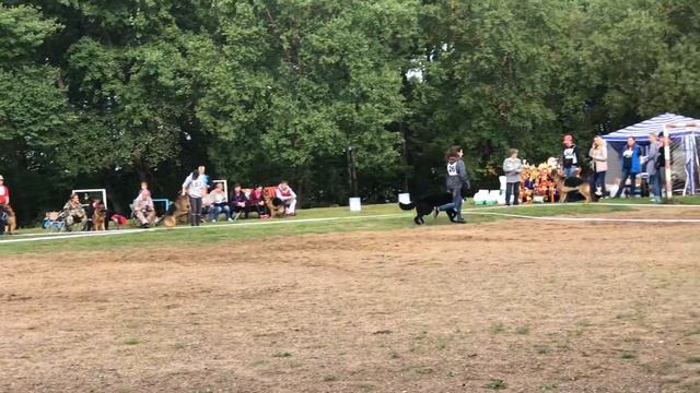 ТАЙГЕР ПРАЙД РАЛЬФ. Мутпроба. Моно Немецких овчарок 15.0 смотреть онлайн