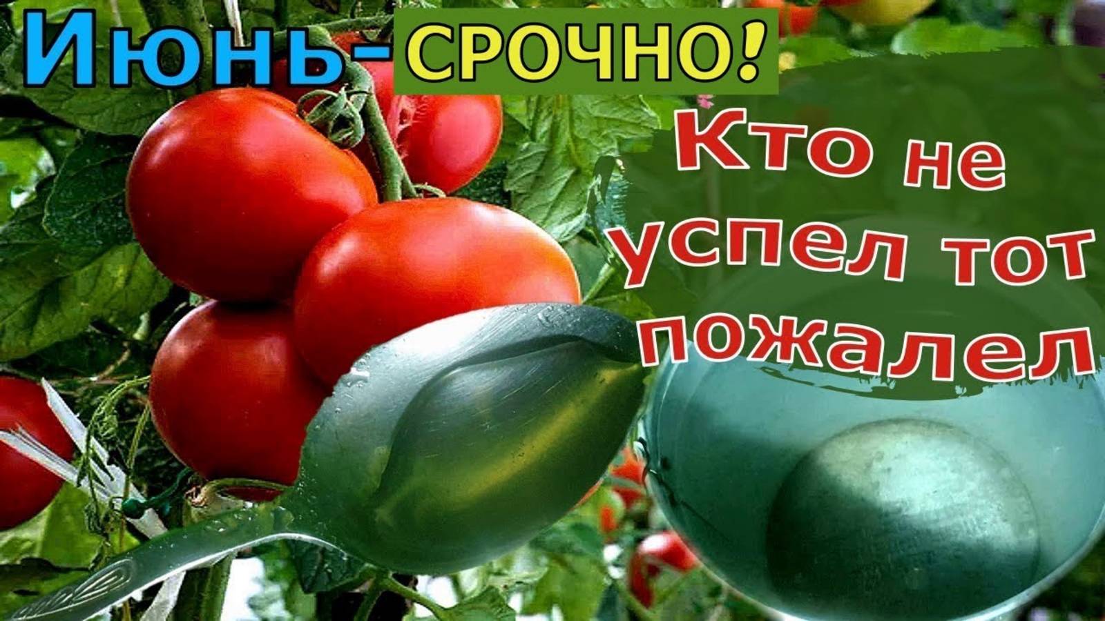 2гр в Июне Томатам  СЕКРЕТ БОЛЬШОГО УРОЖАЯ ТОМАТОВ  Самая лучшая подкормка для помидор