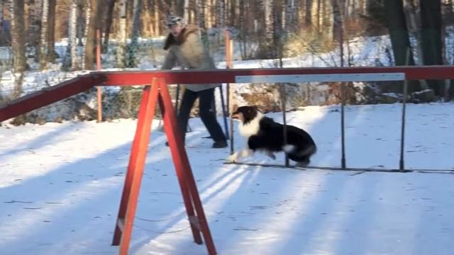 Соревнования по аджилити 06.01.15 г. СПб, Пионерская v03 смотреть онлайн