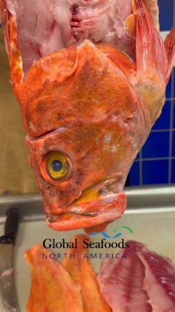 🟠 Йеллоуай — самый красивый из морских окуней! 🐟