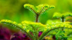 ОЧЕНЬ ДУШЕВНАЯ РАССЛАБЛЯЮЩАЯ МУЗЫКА ДЛЯ РЕЛАКСАЦИИ 🎵 РОМАНТИЧНАЯ УСПОКАИВАЮЩАЯ МУЗЫКА ДЛЯ СНА