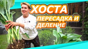 ИЗ ОДНОЙ - МНОГО! ПЕРЕСАДКА И ДЕЛЕНИЕ ХОСТЫ ЛЕТОМ
