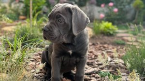 📞+7 924 159-91-19 Щенки Кане Корсо 🐶 Севастополь ✍️ Наталья Саловарова