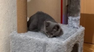 Смотрю на эти новые технологи и я в шоке от того как мир деградирует