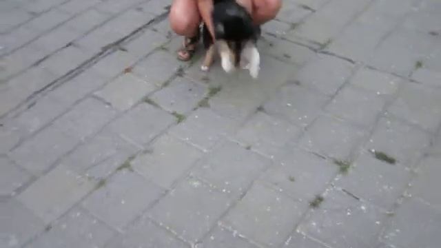 щенок колли 2.5 мес смотреть онлайн