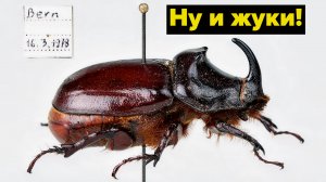 Россияне в Гуантанамо и американцы в Швейцарии ведут себя по-разному #топыкатегроий