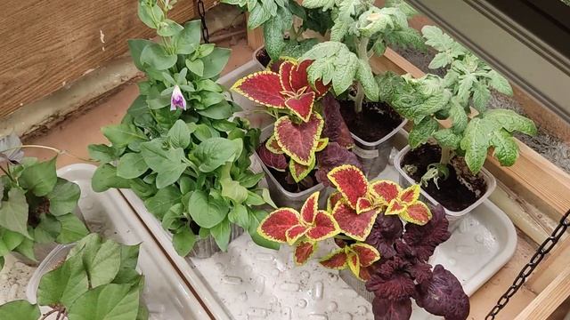 Фитолампы против белых, разница есть! Тест фитоламп дл смотреть онлайн