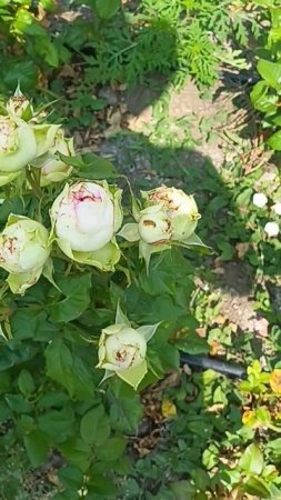 роза ПИТОХАЙЯ
