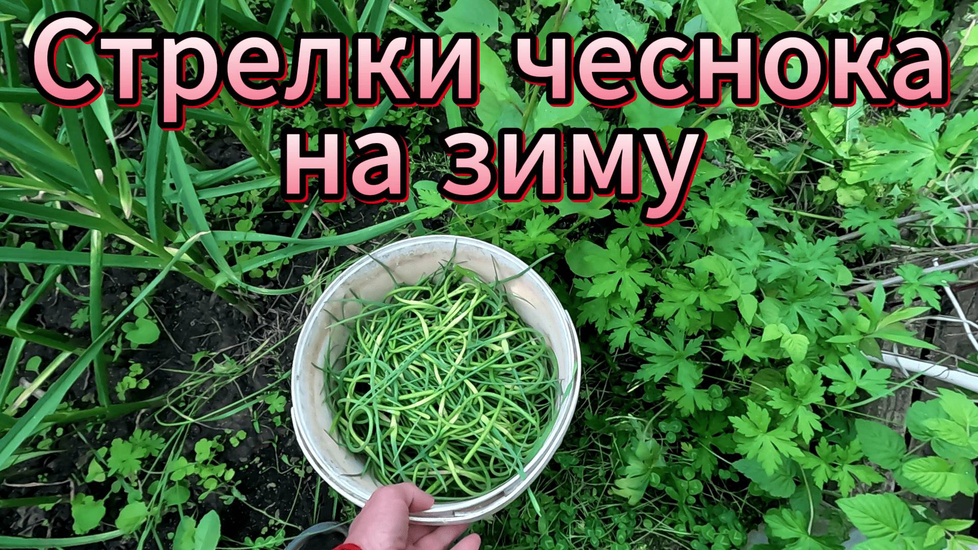 Заготовка чесночных стрелок на зиму
