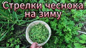 Заготовка чесночных стрелок на зиму