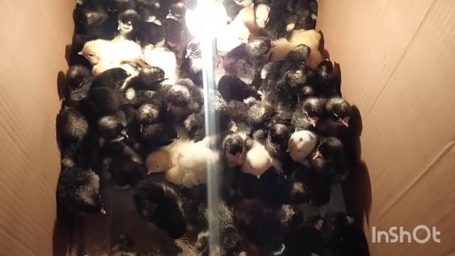 РОЗБИТИЙ ТЕЛЕФОН! ЗІПСОВАНЕ ВІДЕО І ЦІЛИЙ ЯЩИК КУРЧАТ смотреть онлайн