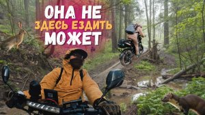 Сможем ли мы выжить в этой дикой лесной поездке?