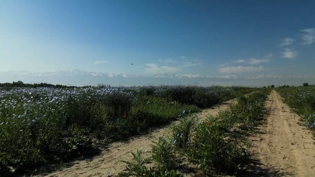 весна 2025 года в Заилийском Алатау смотреть онлайн