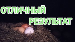 Куры-несушки. Вечерний сбор яиц порадовал, куры бьют свои рекорды!