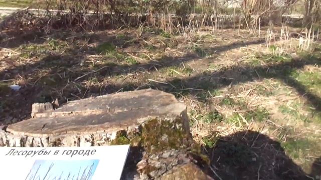 Когда обрезать деревья? Ахтунг! У болванов началось об смотреть онлайн