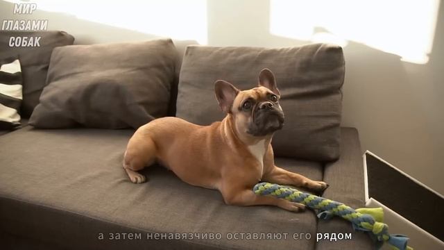 Как Собаки РЕАЛЬНО ИЗВИНЯЮТСЯ Перед Хозяином?🔥