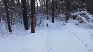 Немецкая овчарка ищет своего хозяина в лесу