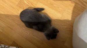 попытаюсь поймать этот робот, и хочу на нём прокатиться