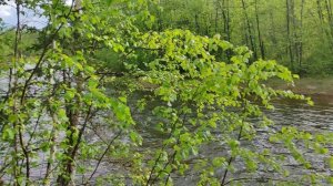 Тишина и злые комары