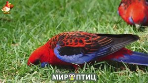 Мир птиц – красота и грация пернатых созданий Природы 🦩🦚🦜 Выпуск (206) 🦉🐦🐤