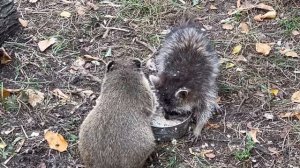 НАШЛА ВИДЕО! Маленькая Люська и ее первые друзья-котенок и носушонок
