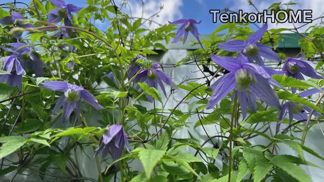 Черенкование княжика и клематиса! смотреть онлайн