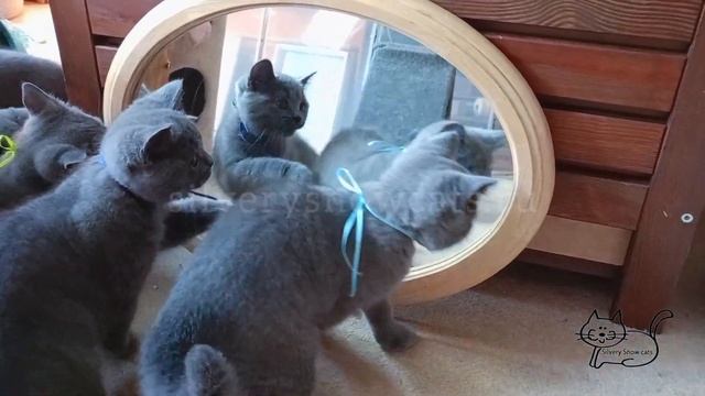 Гляжусь в тебя, как в зеркало. Британскин котята изуча? смотреть онлайн