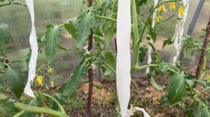 Подвязка помидор 13 июня 2025