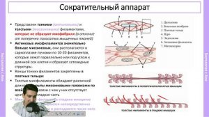 Гладкая мышечная ткань за 25 минут