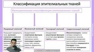 Эпителиальные ткани: покровный эпителий