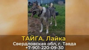 ДОМА! ТАЙГА. Лайка. Свердловская обл, г. Тавда