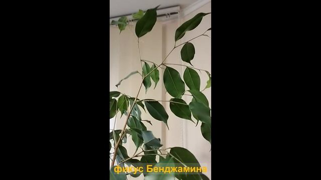 Фикус Бенджамина смотреть онлайн