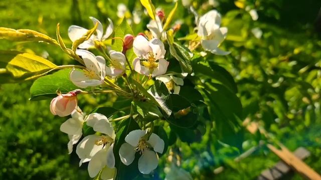 Вернувшись домой из санатория, Аня застыла, услышав ра смотреть онлайн