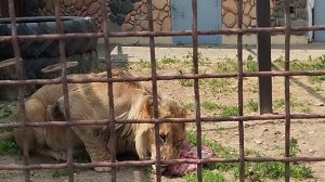 Возле Шерхана строится новый вольер для кошек.Часть 2 Минск 4 июня
