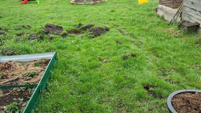 Посадка Голубики в контейнеры. Ленинградская область? смотреть онлайн