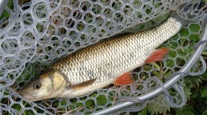 Голавли, окуни, жерех, щука в мае. С лайт спиннингом на малой реке.