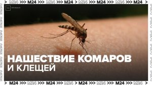 В Подмосковье зафиксировано нашествие комаров и клещей - Москва 24