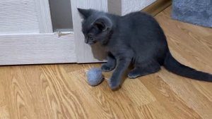 Надоел этот робот, пошёл играть в свой любимый клубочек