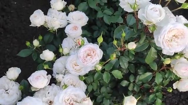 Царство роз 🌹Стефани Баронинцу Гуттенберг🌹#розы #цв смотреть онлайн