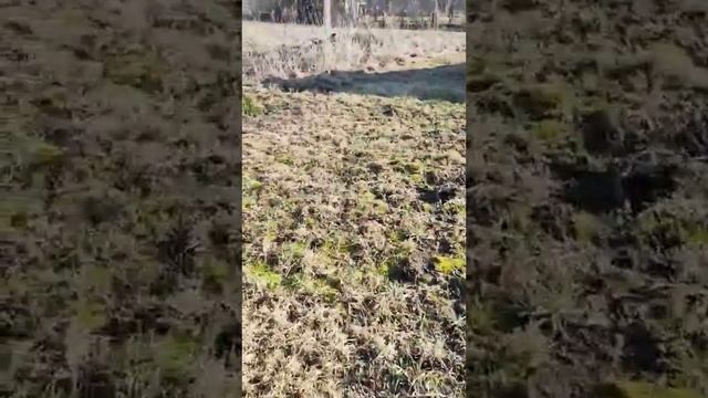 Vlog Брусы! Утепление крыши! смотреть онлайн